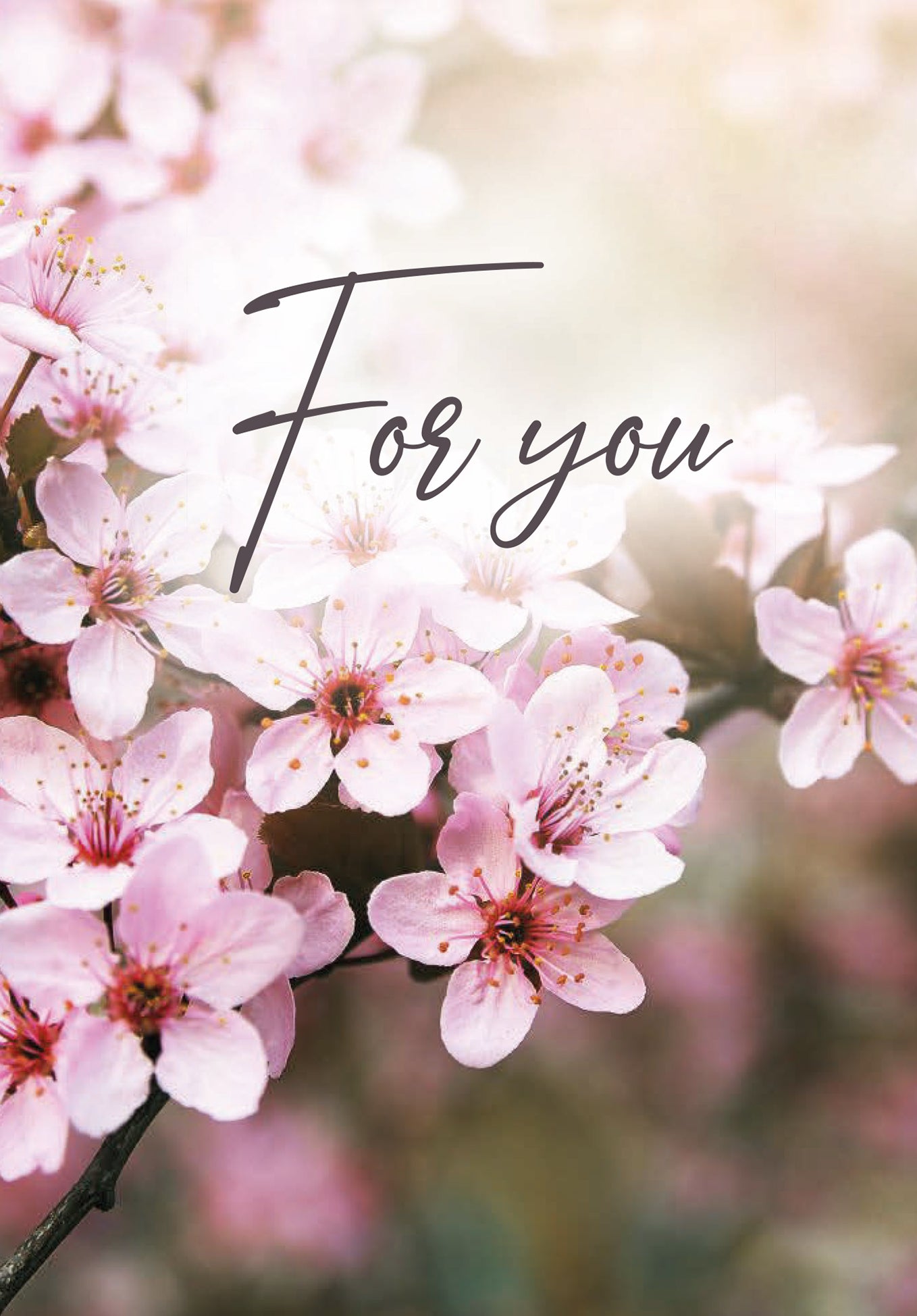 For you - Cherry Blossoms